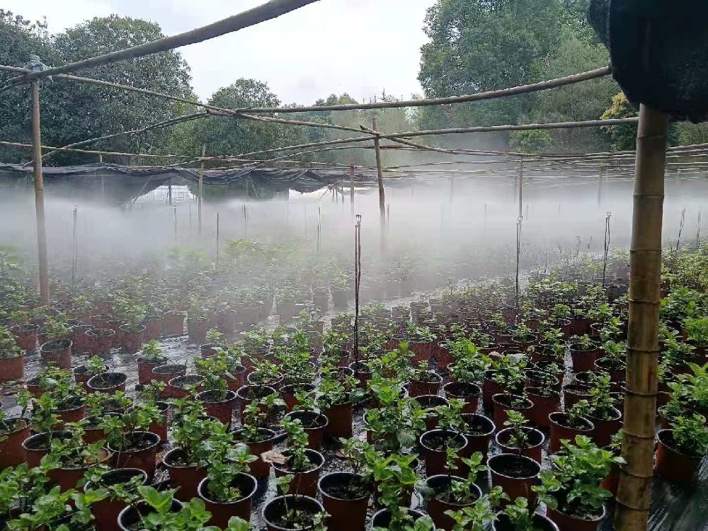 郫都繡球花項目