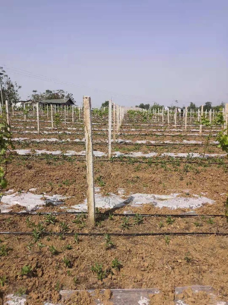 盤錦船山區住云麥種植家庭農場