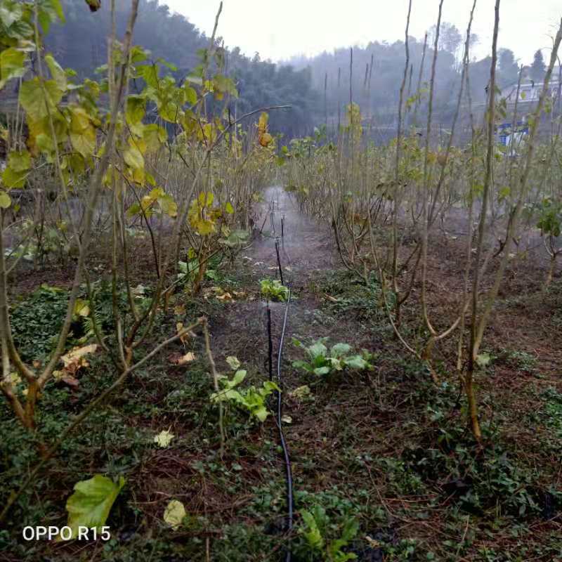 太安蠶桑園一號項目