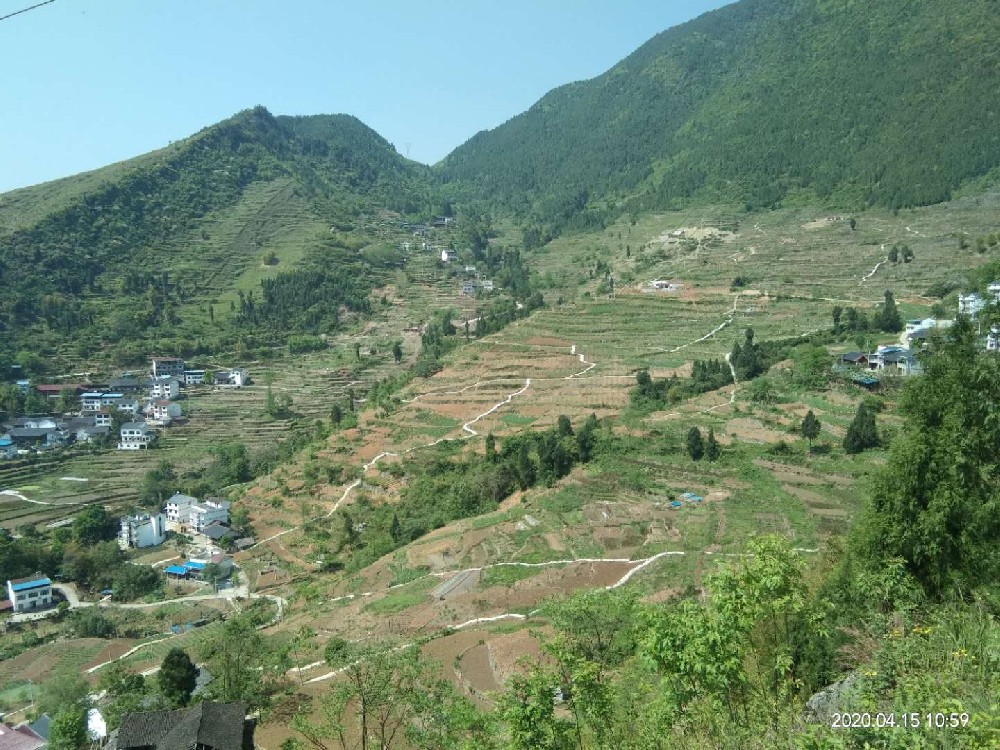 重慶豐都縣1000畝物聯網雷竹噴灌滴灌項目