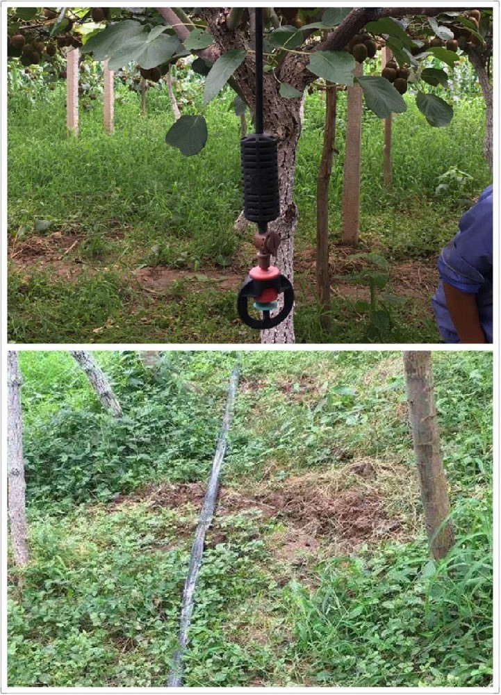 成都260畝友誼獼猴桃果園項目