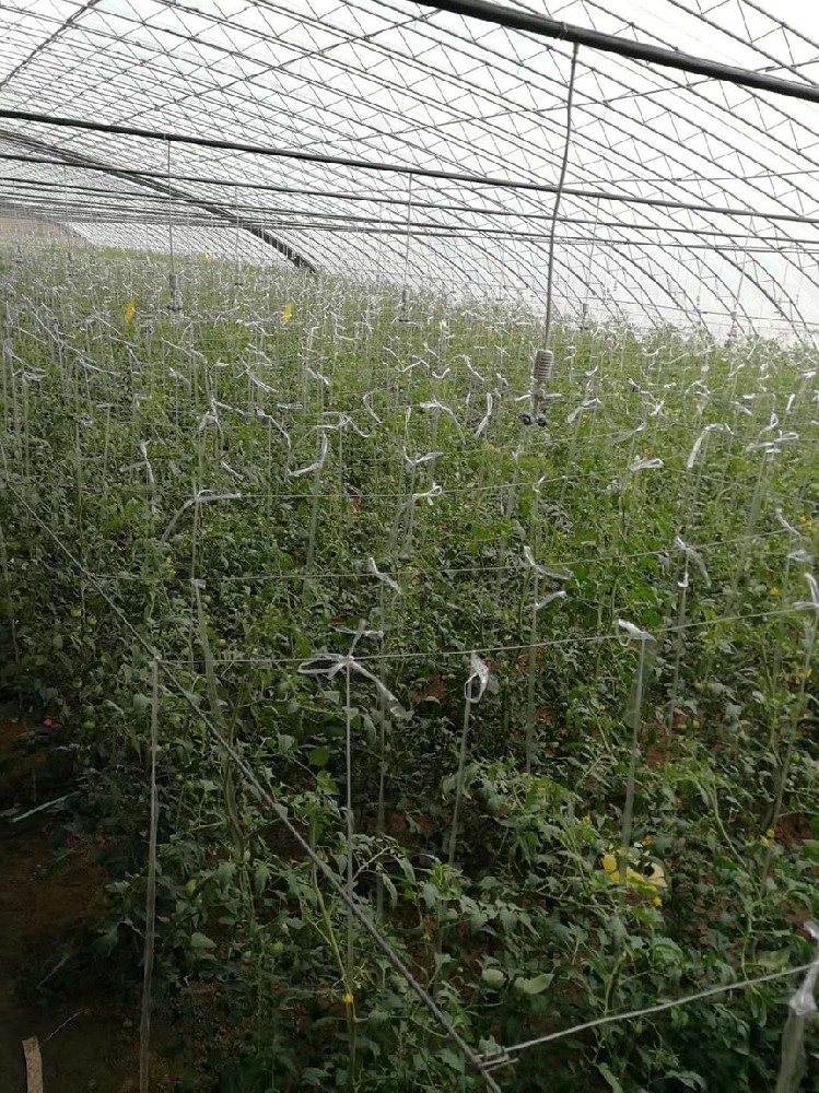 成都天府新區蔬菜園噴灌項目