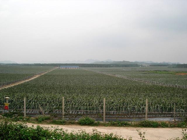 海南東方果自然生態(tài)果園
