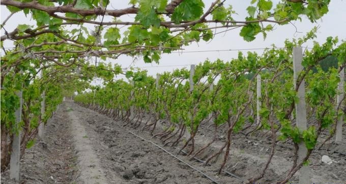 樂山市五通橋區葡萄園滴灌項目