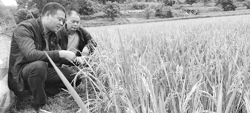 抗旱有方 再生稻豐收啦