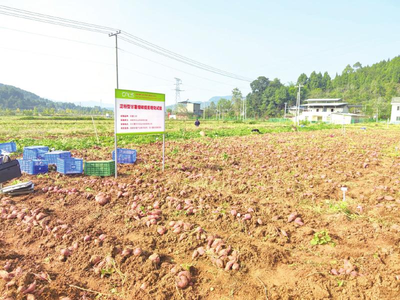 種一季收100天 新品紅薯憑啥這樣牛