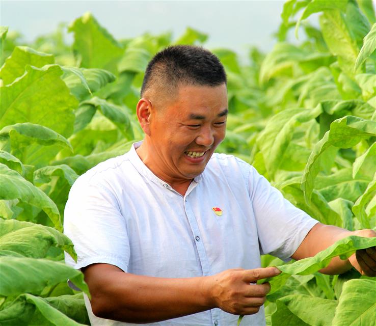 村黨支部書記劉金國(guó)：村社一體蹚出“金葉致富路”