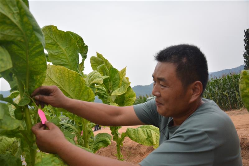 劉金國在試驗示范煙田設置標識。